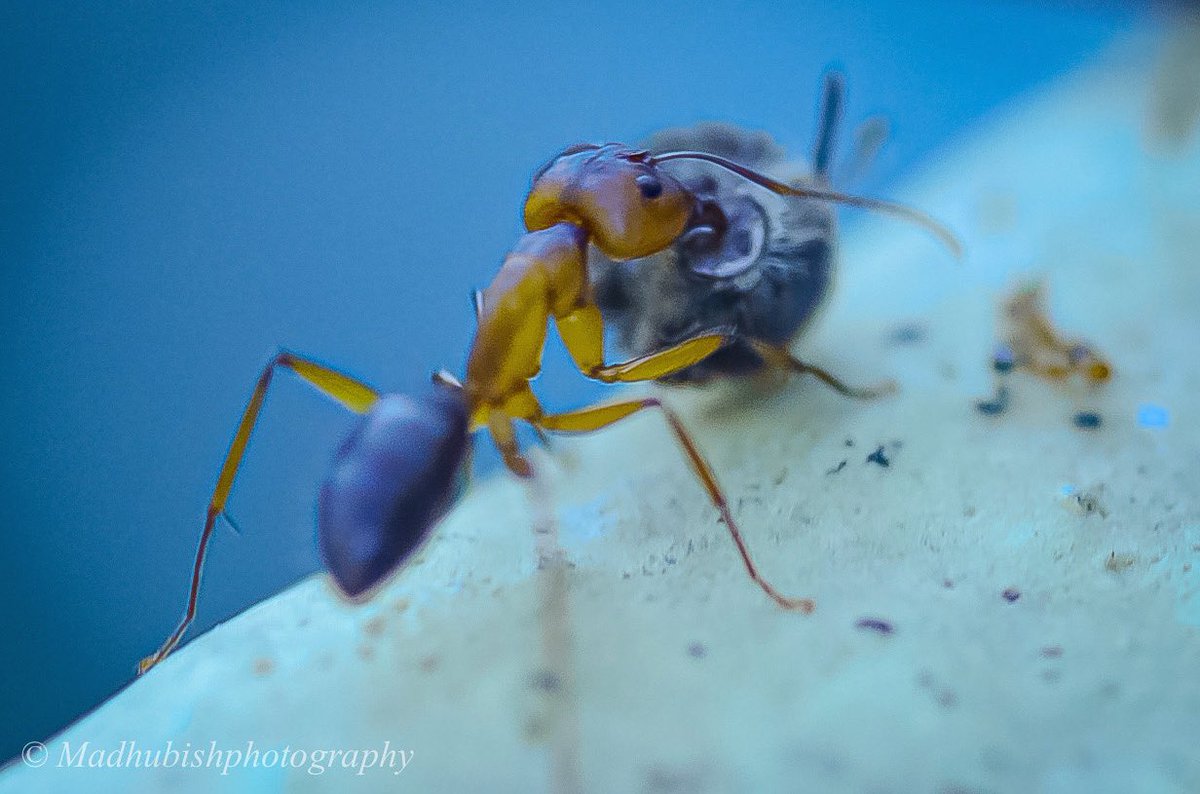 madhub's tweet photo. Macro and I love Macro photography #Ant #nature #Nikon #NikonAtHome #nikonphotography #nikoncoolpix #photography https://t.co/1huFWzpAaZ