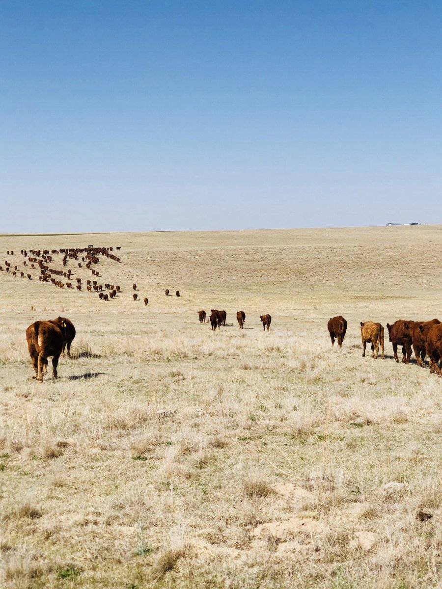 cd_koster's tweet photo. I’ve definitely had worse Thursdays. Just need a little rain now. #beef #cattle https://t.co/R5isbIAGUF