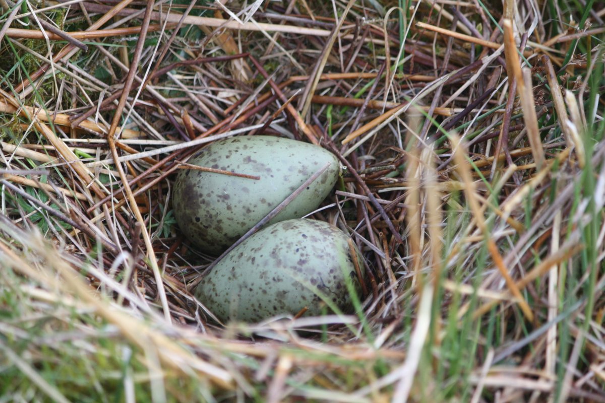 ForWaders's tweet photo. Are you #WorkingForWaders on your farm or estate this spring? Join in with our first #FarmWaderClub event next Thursday (14th) between 6 &amp; 7pm to share conservation ideas, photos and updates on how wading birds like #curlews and #oystercatchers are doing on your patch... https://t.co/4p11yo8GBe