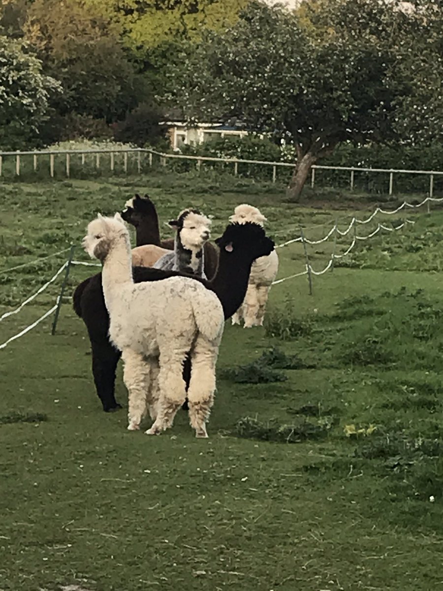 cheselalpacas's tweet photo. These humans are very noisey on Thursday nights! #alpaca #dorset #lockdown #clapforourkeyworkers https://t.co/1QiByp952e