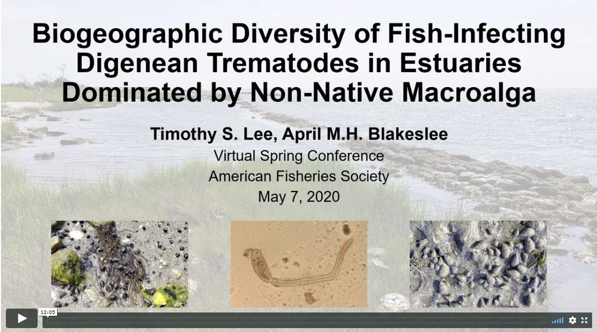 AmFisheriesSoc's tweet photo. A fascinating look into the world of estuarine parasites with Timothy Lee @TSL_Ecology from @EastCarolina #AFSvirtualspring https://t.co/sDE0xbHcjs