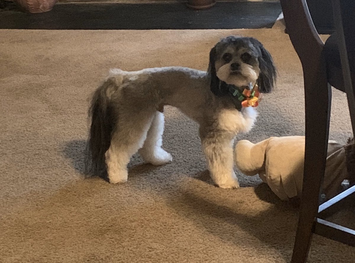 tonyateaches31's tweet photo. @BaysideSCA @BHSMarlins Here’s too cute Teddy, my 2 yr old peekapoo! #toocutethursday #itsagreatdaytobeamarlin https://t.co/sHClmOruQm