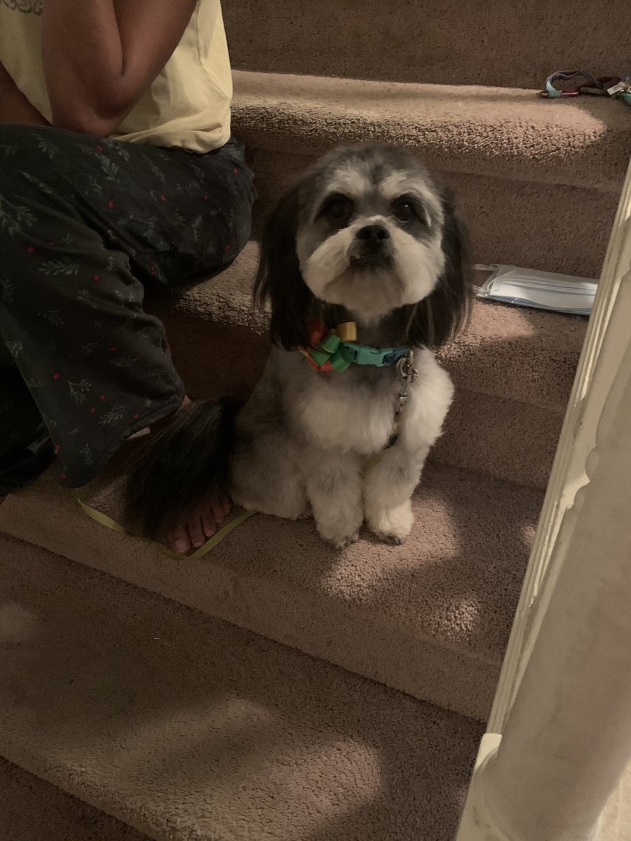 Tonya Jones, M.Ed (@tonyateaches31) on Twitter photo <a href="/BaysideSCA/">Bayside SCA 2019-20</a> <a href="/BHSMarlins/">Bayside Marlins</a> Here’s too cute Teddy, my 2 yr old peekapoo! #toocutethursday #itsagreatdaytobeamarlin <a href="/BaysideSCA/">Bayside SCA 2019-20</a> <a href="/BHSMarlins/">Bayside Marlins</a> Here’s too cute Teddy, my 2 yr old peekapoo! #toocutethursday #itsagreatdaytobeamarlin
