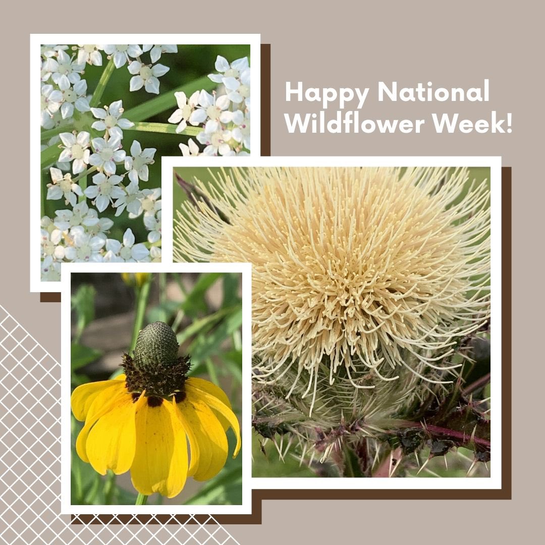 Long Acres Ranch tweet media