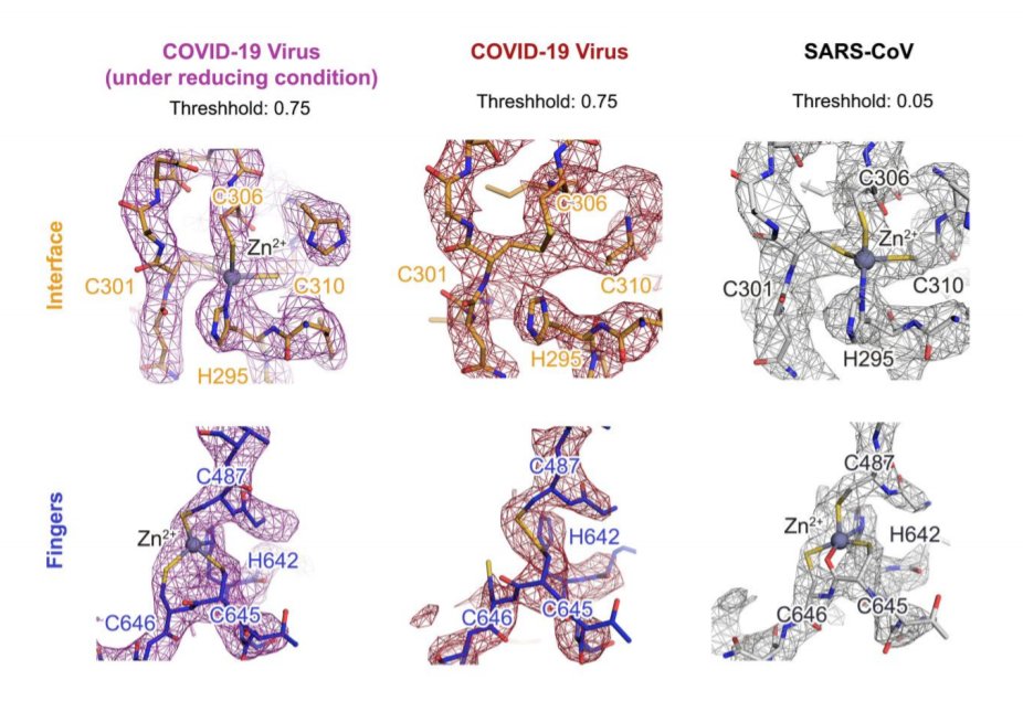 The sequence & structural homology of RdRp between SARS-CoV and SARS-CoV-2 is high. Both have structured Zn ion, which looks like a cofactor critical for its activity. But the pharmacological perturbation with excessive Zn ion is largely unknown.  https://science.sciencemag.org/content/early/2020/04/30/science.abc1560