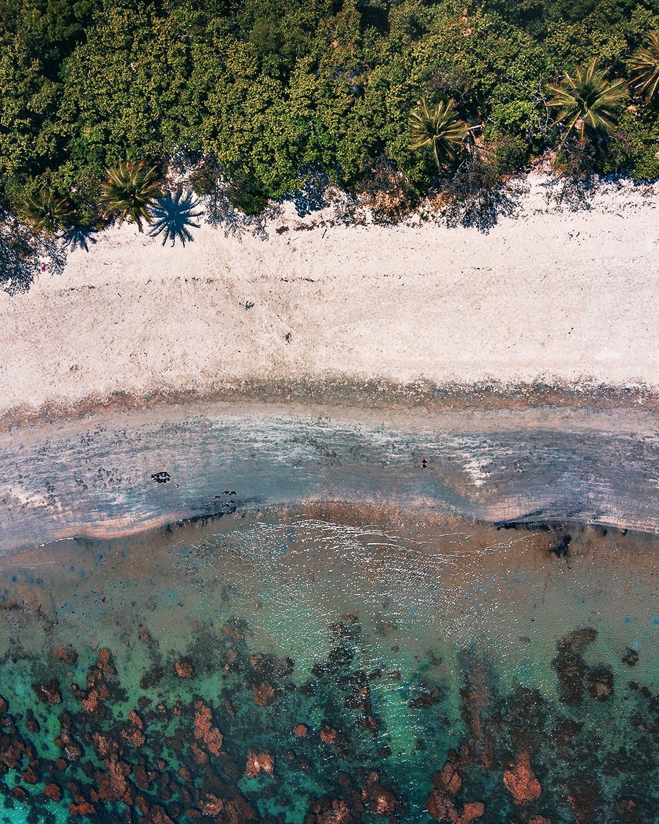 Where the Great Barrier Reef meets the Rainforest
