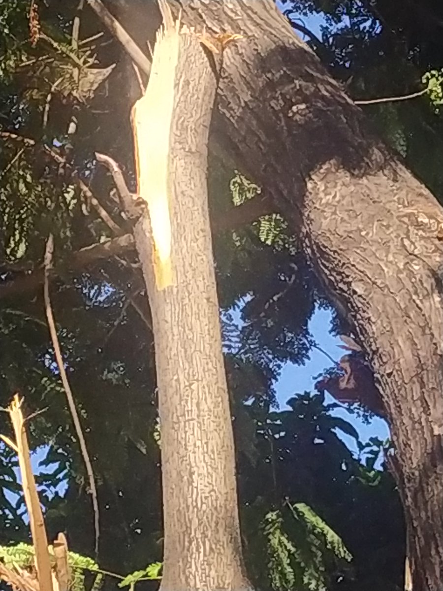 AnandSi57929089's tweet photo. The care of the Earth is our most ancient and most worthy responsibility so stop cutting these trees. 60% of the green trees are already destroyed.
Country Park, Borivali (E)
#stopcuttingtree
@PMOIndia
@AUThackeray
@mayor_mumbai
@mybmcWardRC
@MumbaiMirror
@indiatvnews https://t.co/p1tr834PF2