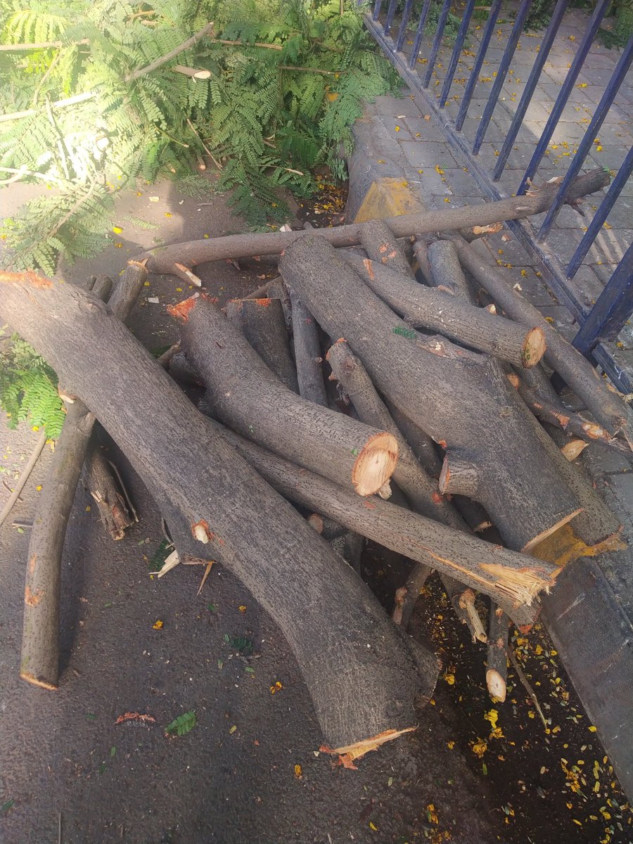 AnandSi57929089's tweet photo. The care of the Earth is our most ancient and most worthy responsibility so stop cutting these trees. 60% of the green trees are already destroyed.
Country Park, Borivali (E)
#stopcuttingtree
@PMOIndia
@AUThackeray
@mayor_mumbai
@mybmcWardRC
@MumbaiMirror
@indiatvnews https://t.co/p1tr834PF2
