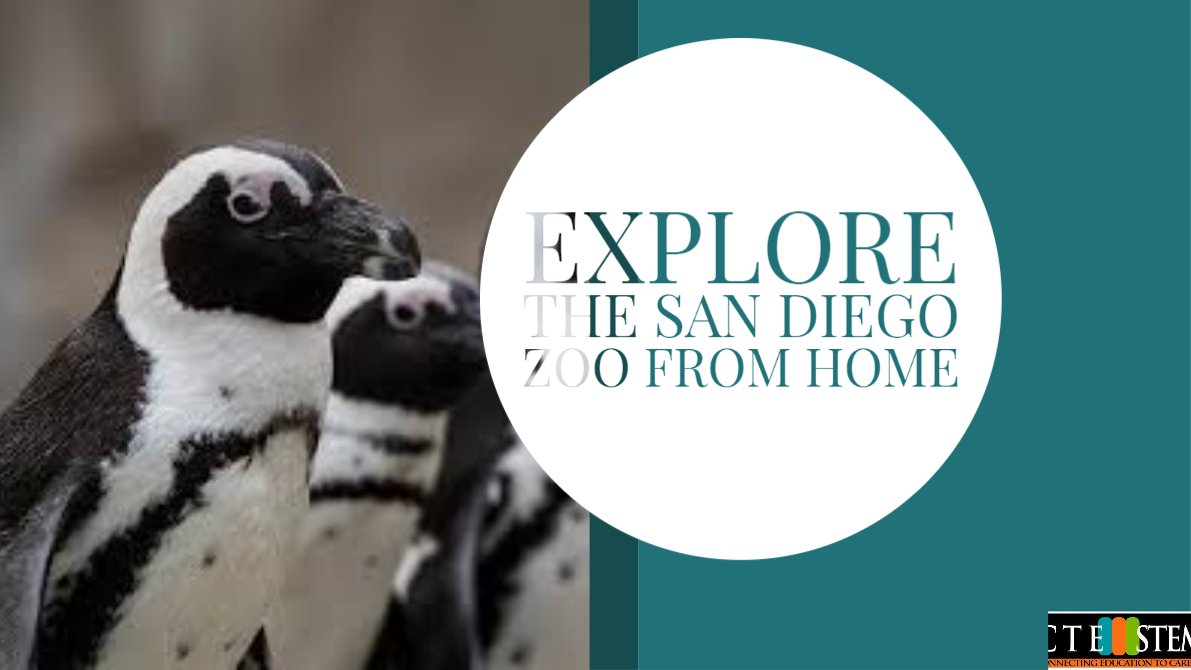 Explore the San Diego Zoo from Home! Use the link to watch live stream videos of the animals at play. After, draw animals and build your own zoo using what you have at home!
zoo.sandiegozoo.org/live-cams