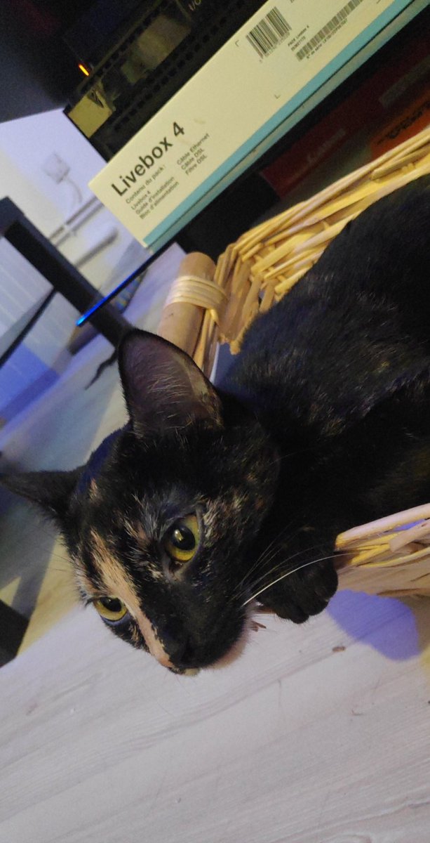 Faut savoir qu& #39;on a deux chats (photo évidement car ils sont trop beaux) donc moi le lendemain lorsque elle m& #39;en parle je lui dis "bah c& #39;est les chats"