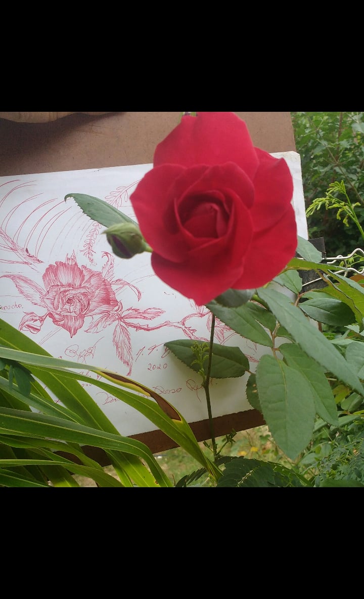 artemathu's tweet photo. #arte #artist #Flowers #drawings #sketch #pendrawing #illustration #penillustration #freehanddrawing https://t.co/BckK12EW1v