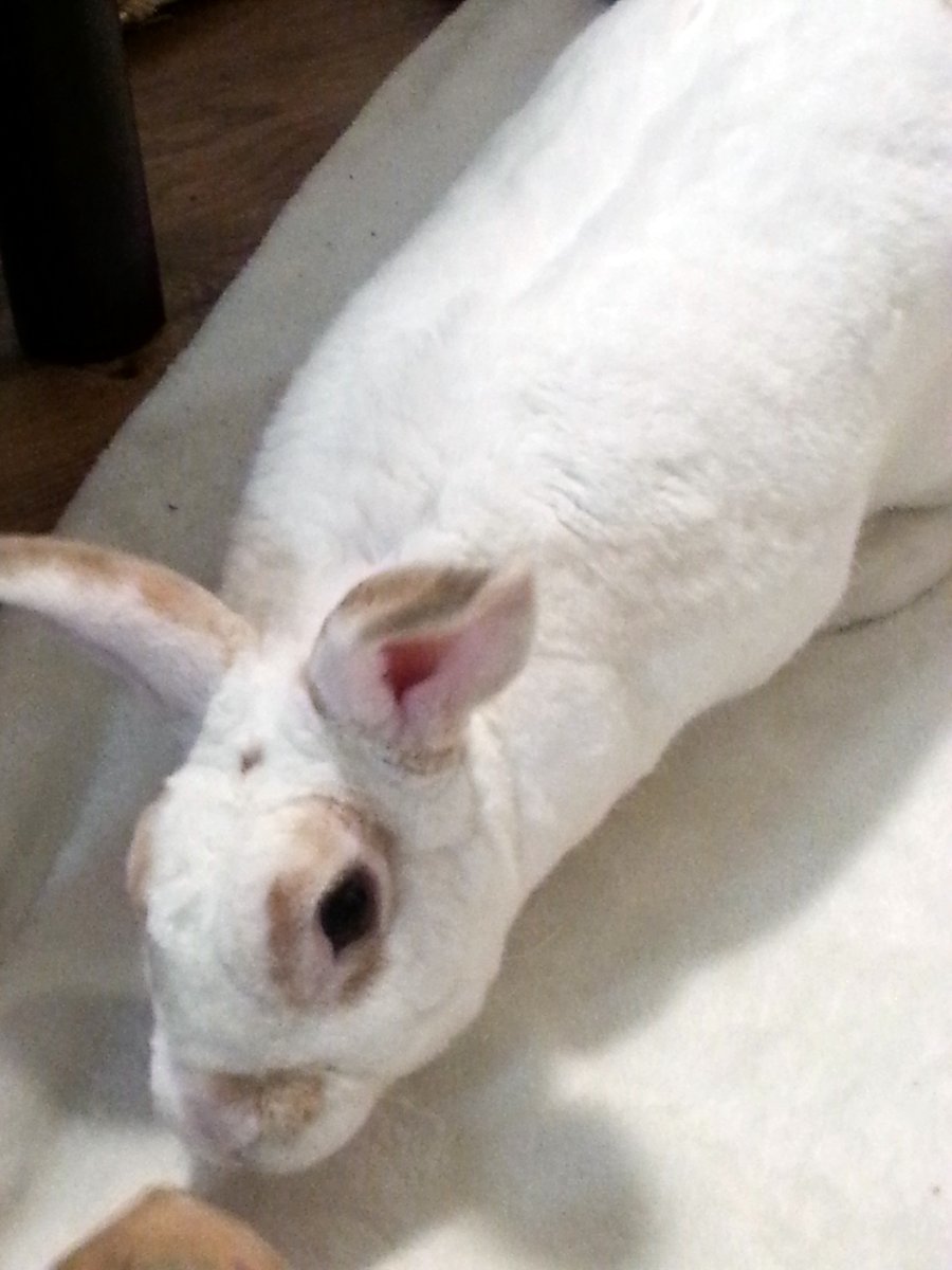 floorsharkmomma's tweet image. Do you have a treat for little Clover? #beggarbun
#CloverRex #rexrabbit #houserabbit #whiterabbit