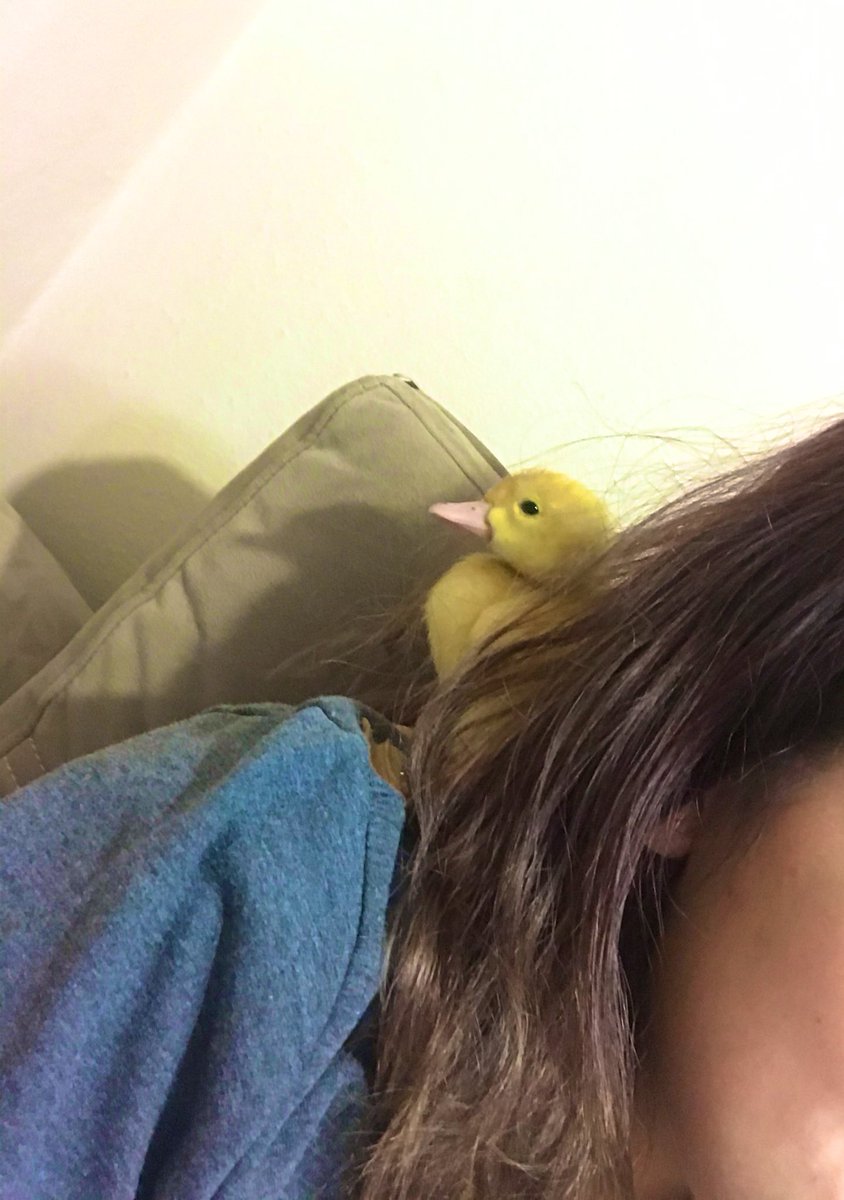 superminyon's tweet image. Bir ördek gördüm sankii