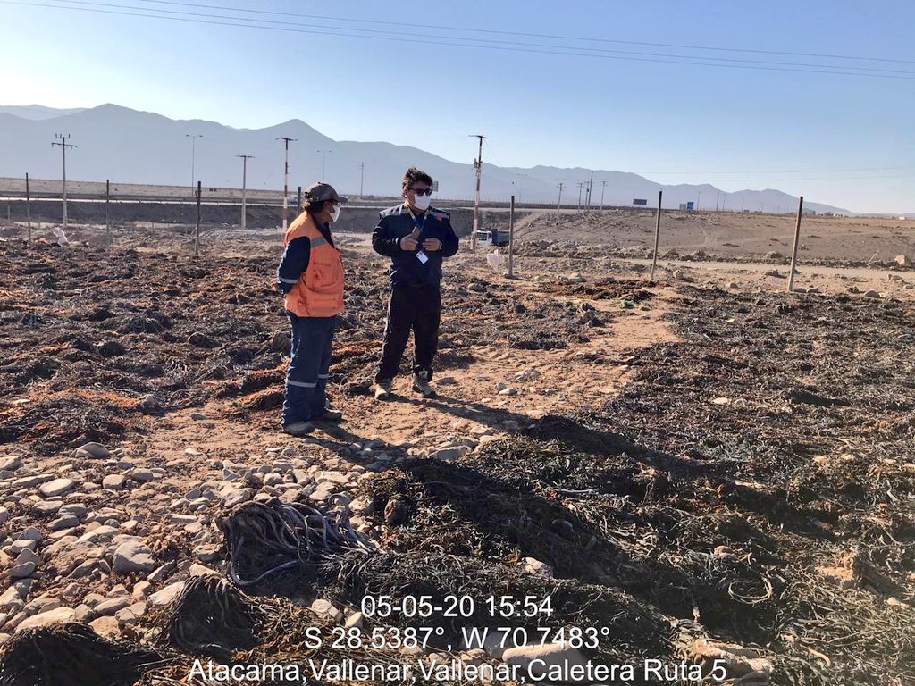 chungungoSNP's tweet photo. Pillamos chanchito a unos perlas que barretearon 4 TONELADAS de huiro (el alga que forma un bosque donde vivimos cientos de especies).   [sigue] https://t.co/2VXlkkXbOA