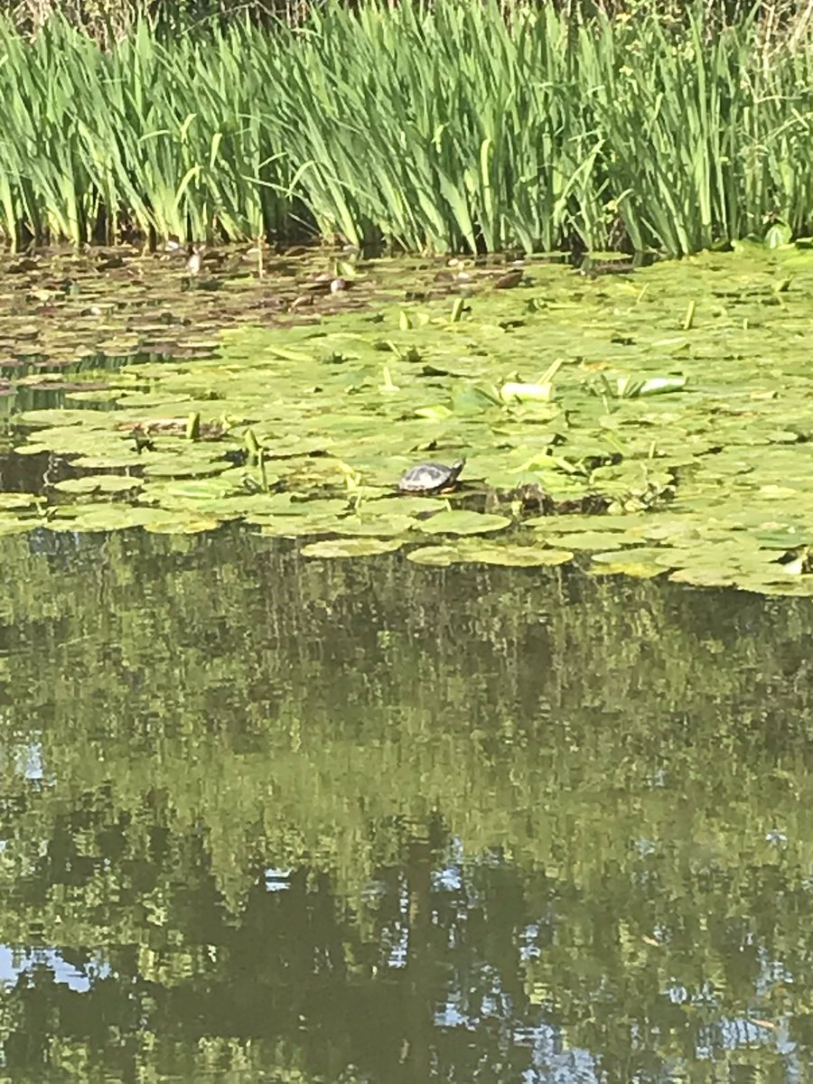 phunkfrag's tweet photo. Today we spotted a turtle on our 2.5 mile walk ๐ค #widneswildlife #ninja @LuntsHeathSch @LHPMrsOwen_Y3 #whoknew #howdiditgetthere #wildturtle https://t.co/rqLJHPhWjL