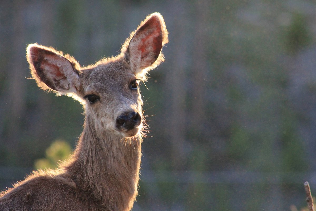 SnowMtnRanch's tweet photo. Nothing beats springtime in the mountains! We can't wait to have you back, but until then, we'll just enjoy watching the wildlife play. 🦌 

#snowmountainranch #gogrand #springinthemountains #optoutside #exploremore #getoutside #natureisawesome https://t.co/D8CrCmtwYo