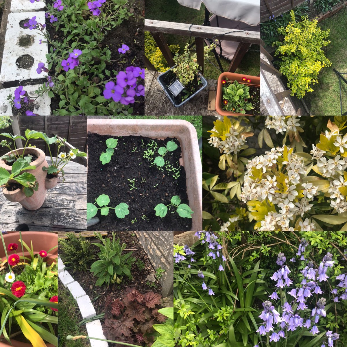 Sarahlouisecl14's tweet image. Some more blooming flowers and seedlings from our beautiful garden.... @UplandsManor #year2learning @MrHarrisonWebs1 #sunisout #favouritetopictoteach