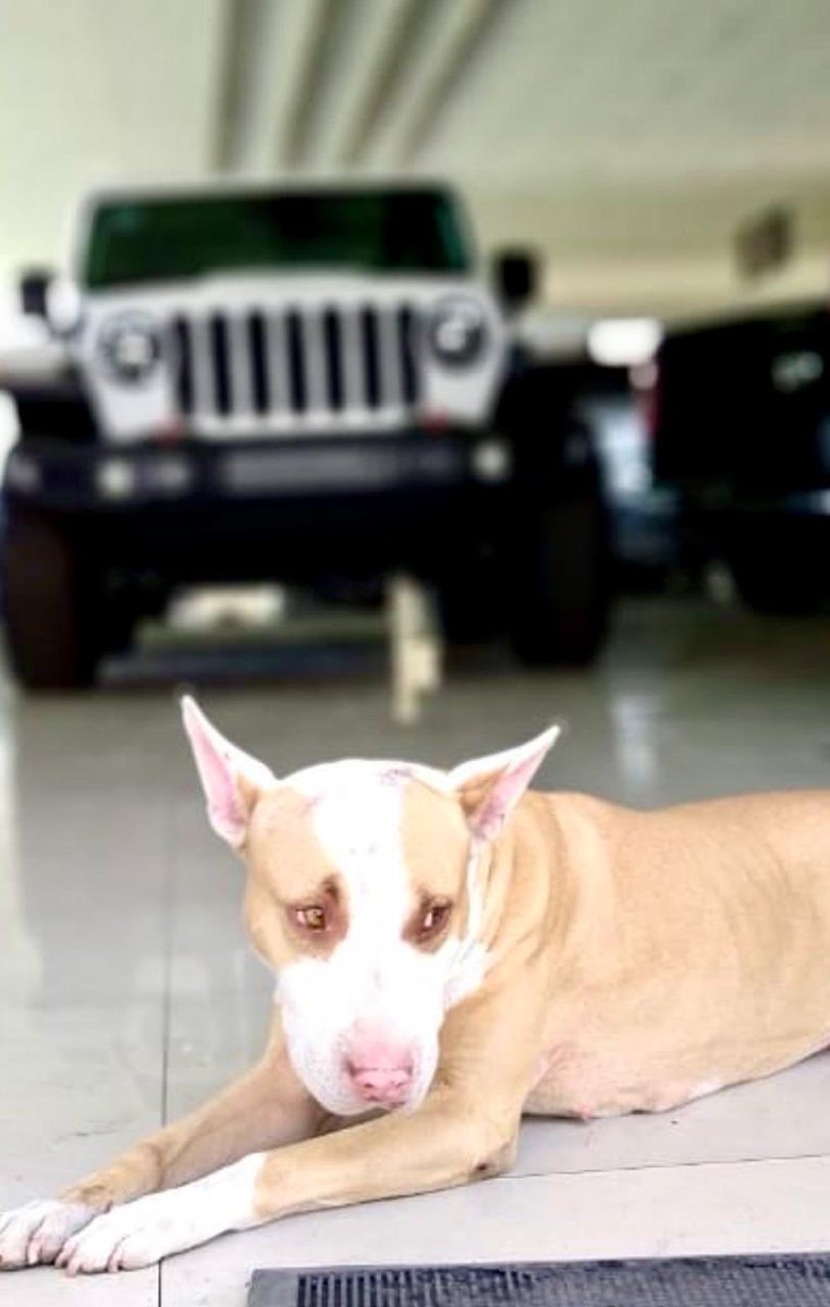 camarenauto's tweet photo. Ella es MACARENA la adoptamos hace unos meses en nuestra sucursal de 8 de Julio y Lázaro Cárdenas, ayer la perdimos en la madrugada, les rogamos que nos ayuden a localizarla. 

MACARENA ya es parte de la familia y la queremos de vuelta lo antes posible. Ayúdanos a encontrarla. https://t.co/krA6F2XGXl