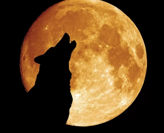 spaceagefcu's tweet photo. Tonight is a Full Moon, so go out and Howl Colorado.
Some people howl to find joy in a communal experience. Others howl to grieve. Some howl to honor medical workers.
If you do, why do you Howl?
#SpaceAgeFCU #howlat8 https://t.co/IyH38yK8XG