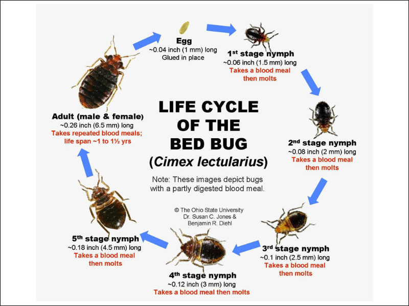 NYCGoPest's tweet photo. As a survival instinct, bed bugs are elusive. They know to stay out of view during the daytime, hiding in mattress crevices, box springs, baseboards, behind electrical switchplates, in picture frames, and even behind wallpaper. https://t.co/92aJBg1Mgh