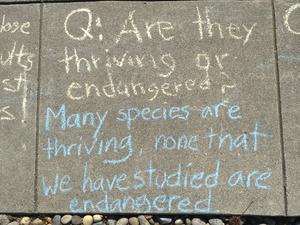 Squid: thriving or endangered? I tried to fit a nuanced answer on the sidewalk, but then there are species like Humboldt squid, with such complex responses to changing climate that the fishery for them has essentially collapsed while the species itself is not (yet) threatened...