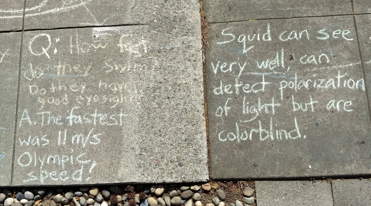 Squid: thriving or endangered? I tried to fit a nuanced answer on the sidewalk, but then there are species like Humboldt squid, with such complex responses to changing climate that the fishery for them has essentially collapsed while the species itself is not (yet) threatened...