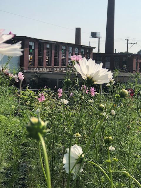 DoorsOpenRI's tweet photo. "Honestly, being at the Farm at dawn and sunset, when the light is golden and magic, is an incredible experience..." -Anne Holland, @WhatCheerFarm, 46 Atwood St., PVD, RI. More of this and other #rhodylovenotes at https://t.co/278I4CiADB https://t.co/fcNigEceXS