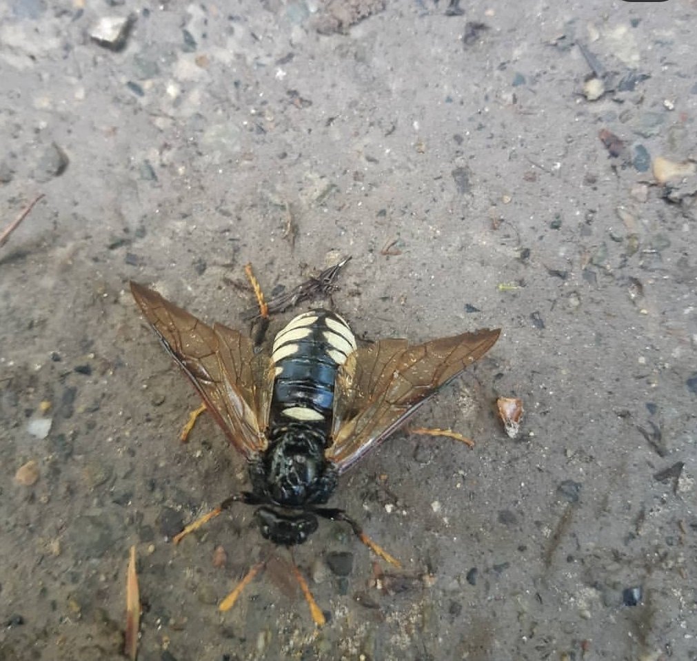 TheNaughtistic1's tweet photo. @ChrisBorkent I was wo dering if you could tell me if this is a cicada killer maybe? I am in kelowna bc and i cant find if they live here or not. I am like 99.9% sure it is one. It was about two maybe three inches long. I've never seen anything like it around here https://t.co/8FI7w19Z7Z