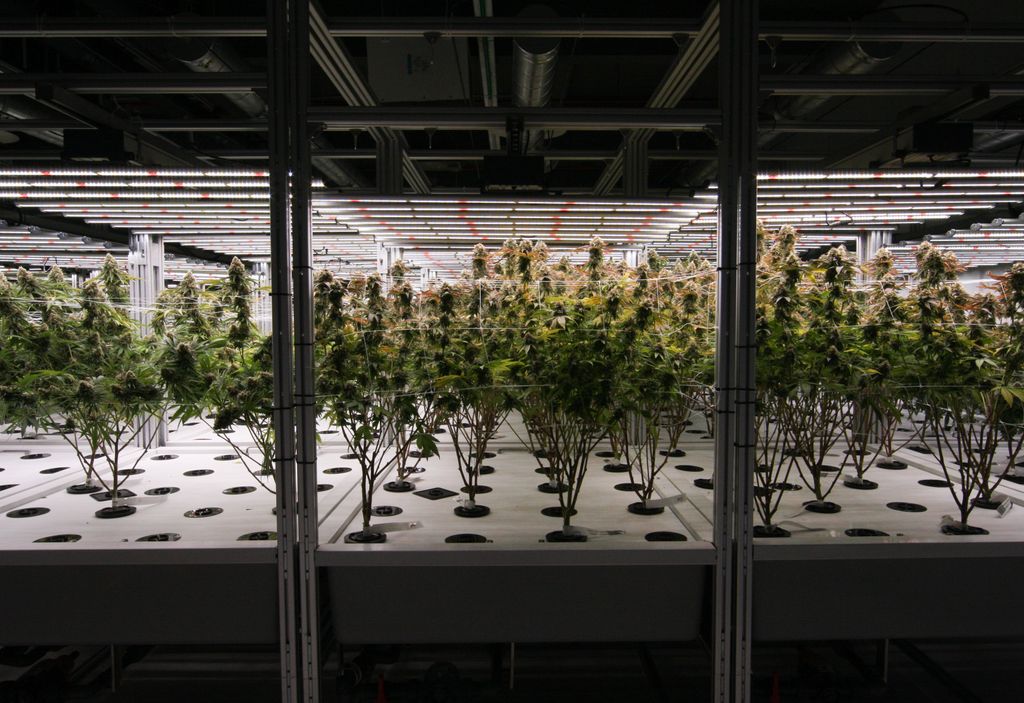 “Happiness can be found in the darkest of times, if one only remembers to turn on the light.” - Dumbledore, of course.
-
#monarchgrow #plantpeopleplanet #cannabislove #aeroponic #sustainablecannabis #turnonthelight #dumbledorequotes #turnonthelight #happinessbegins