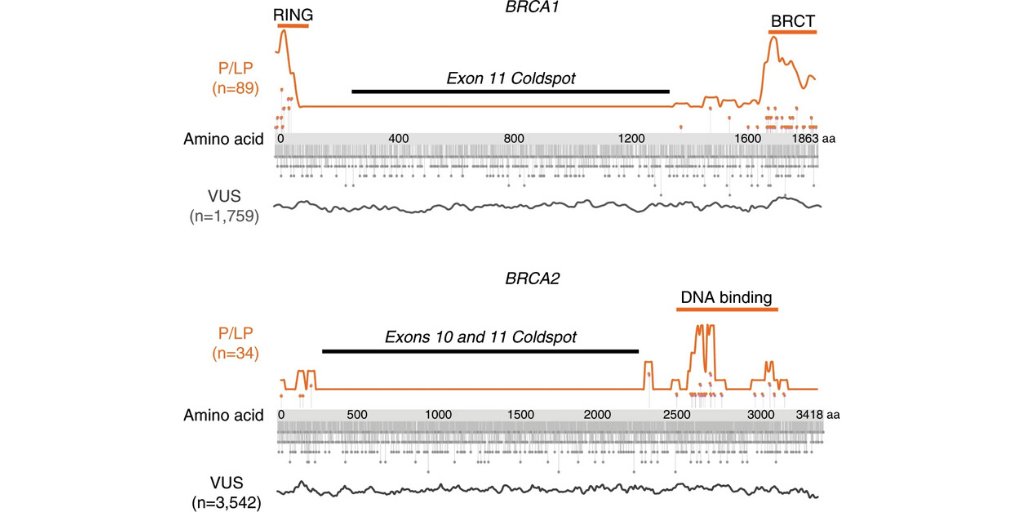 GIMJournal's tweet image. May #FeatureArticle: Systematic misclassification of missense variants in #BRCA1 and #BRCA2 “coldspots” go.nature.com/37xlZWz