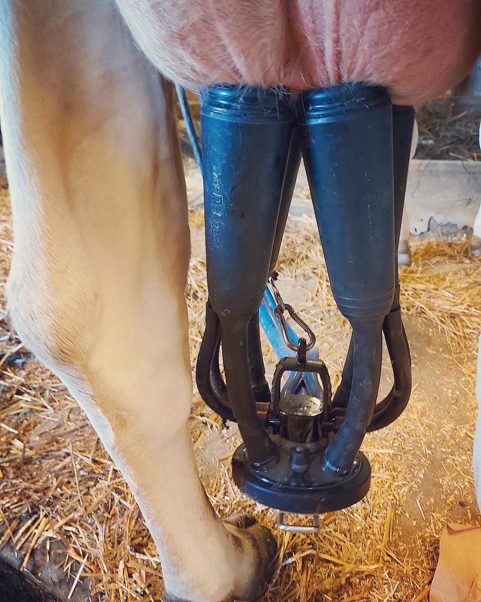 NorwellDairy's tweet photo. Another switch to @DeLavalCanada Evanza Clusters! Rexlea Jerseys is having great success with these clusters in their high production herd of jersey cows. #dairydonewell #ontag #dairyfarming #dairyfarm #dairycows #farmlife #milk https://t.co/BsSC4YbOEp