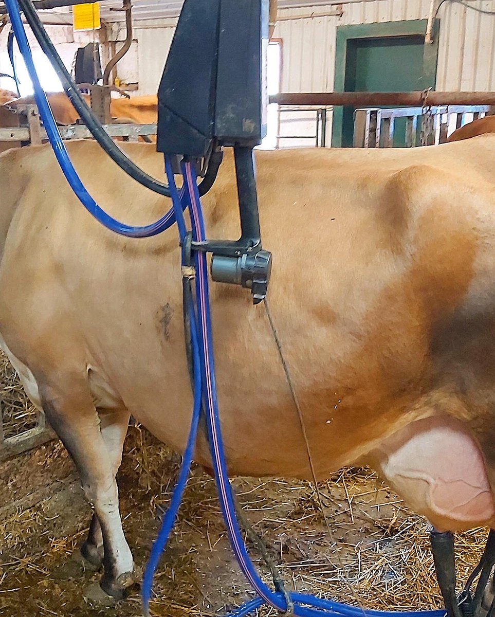 NorwellDairy's tweet photo. Another switch to @DeLavalCanada Evanza Clusters! Rexlea Jerseys is having great success with these clusters in their high production herd of jersey cows. #dairydonewell #ontag #dairyfarming #dairyfarm #dairycows #farmlife #milk https://t.co/BsSC4YbOEp