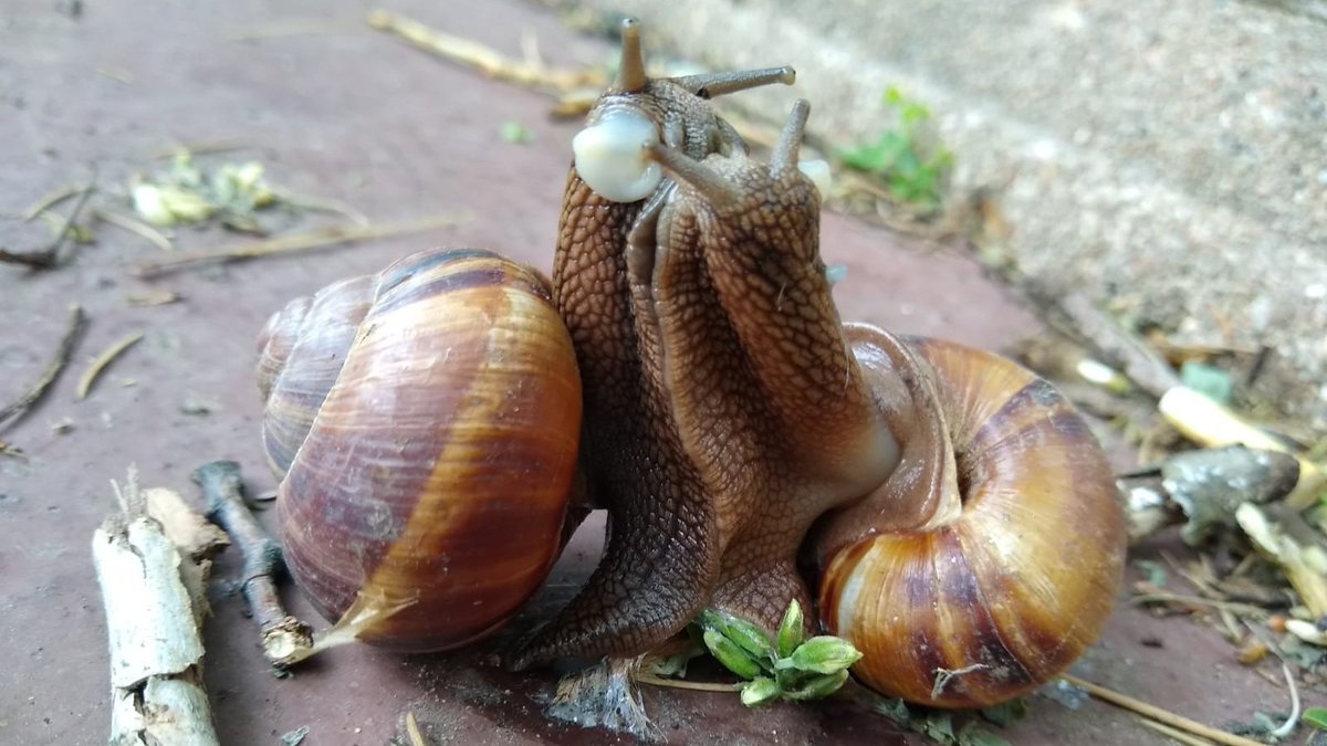 None of that when offices open next week!  Social distancing norms are apparently slow to reach France's snail community. Seen on this morning's baguette run. #Deconfinement11Mai