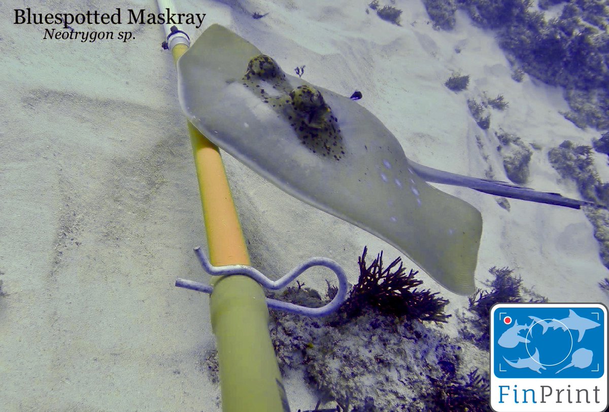SammSherman27's tweet photo. My favourite chapter from my PhD is out now in MEPS: "When sharks are away, rays will play: effects of top predator removal in coral reef ecosystems" - rays are more abundant and bold on reefs with fewer predators #SharkScience #Hooray4Rays #BRUVS https://t.co/jA1HTKALl4 https://t.co/s9GX9oCi8L