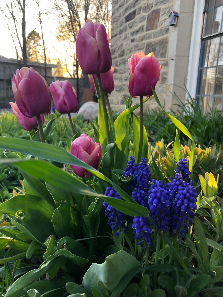 Alive Montessori Student is taking seeds, soil, pot home and admiring the flowers 

#alivemontessorischool #aliveprivateschool #montessorischooltoronto #privateschooltoronto #torontomontessori