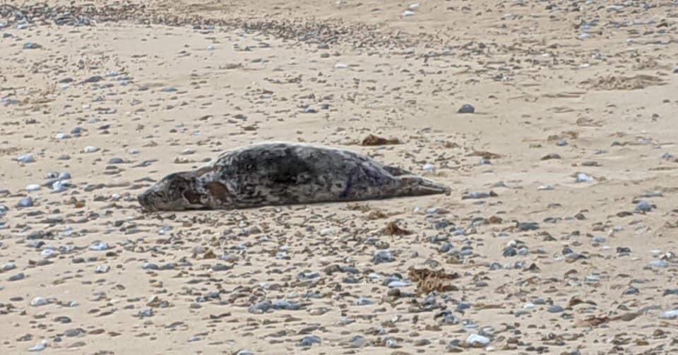 2/05/20
A rather sad story, this extremely poorly young pup had been on Caister beach for a couple of days before it was brought to our attention, as you can see the pup was marked by another rescue agency please read  below
facebook.com/77451436935038…
