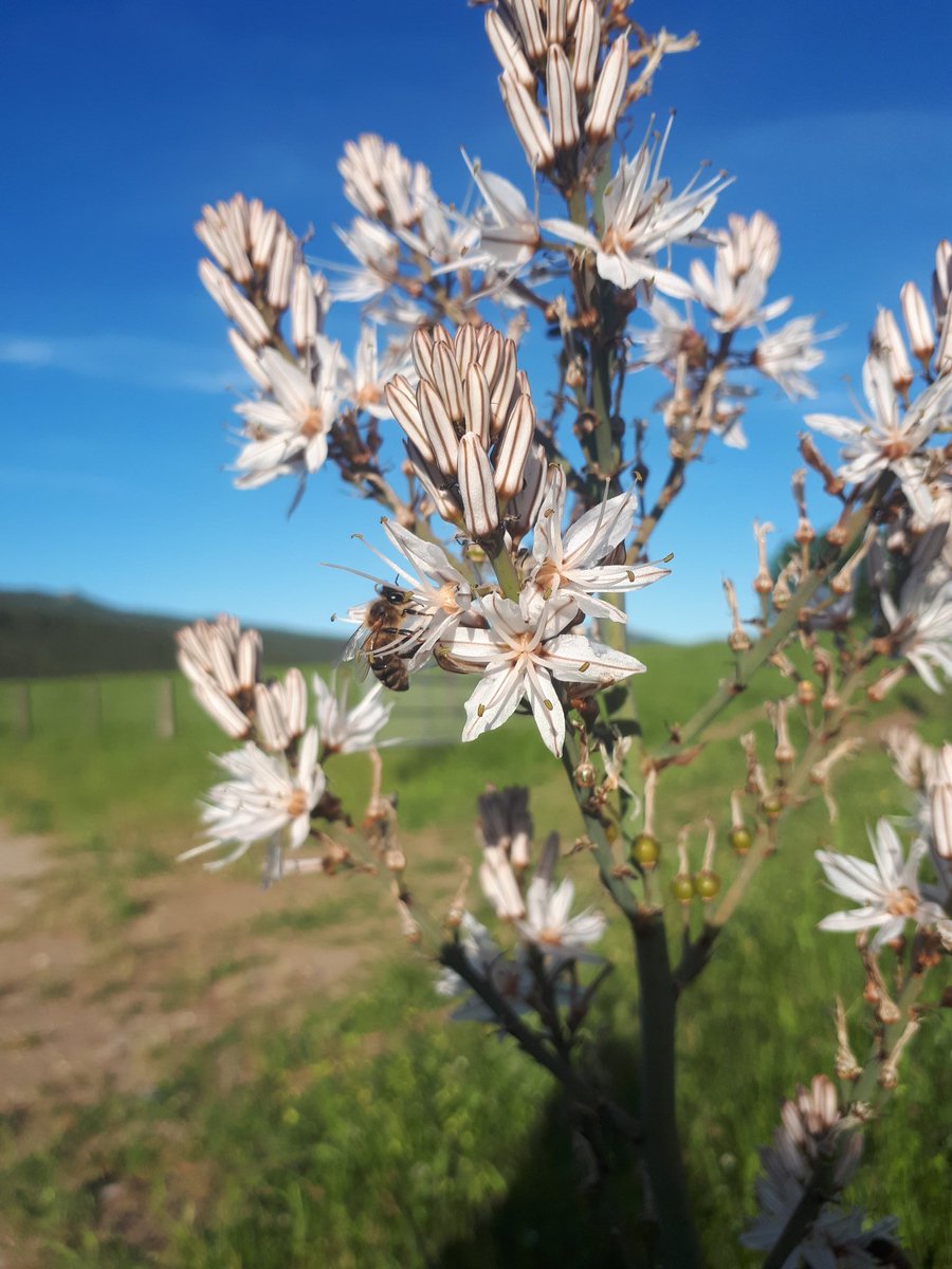 HanscotteDavid's tweet image. #altiani #odarc c'est aussi ça, nos petites abeilles.