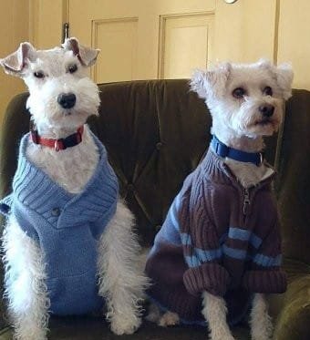 Rumplepimple1's tweet photo. #thingsmomsaid you don't have to wear pants if your vests looks good. https://t.co/iV8SSKwTNA