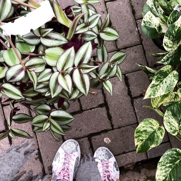 italist golden goose