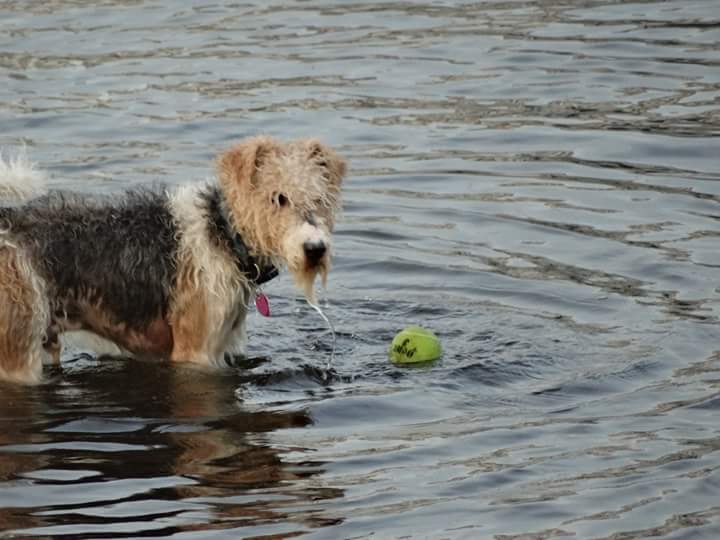 Rumplepimple1's tweet photo. #thingsmomsaid you can not drink your way to the tennis ball. https://t.co/LhkKQwrfd3