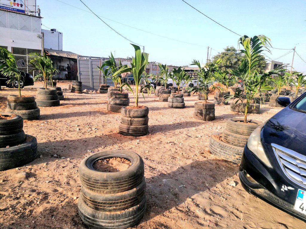 malosn's tweet photo. Il paraît que la mairie d Ouakam n'avait planté que des tiges 😂 le temps que le président passe lors du lancement des #CleaningDays.
J'avais pris la photo me demandant comment 1 arbre dont la tige était dans le sol pouvait se développer ndekete y'avait même pas de recines😂😂😂 https://t.co/npMSUtpZMq