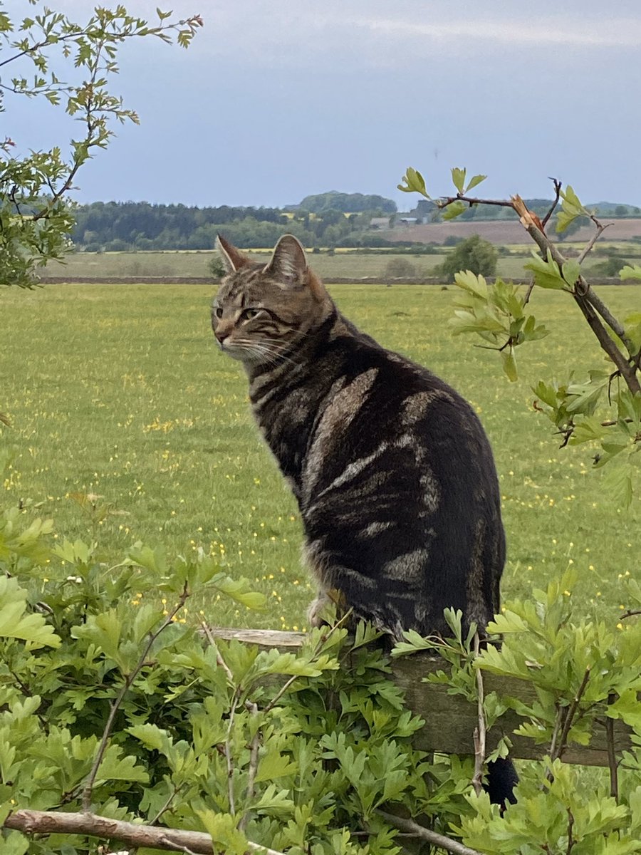 It’s less than 45 minutes before the SLTA ceremony! Miranda, Emmanuel College’s cat, is very excited to have been nominated by students and is looking forward to attending the event and seeing who’s won 😻#sltas2020 join us at 7pm at: youtu.be/S6P30pdWsB0