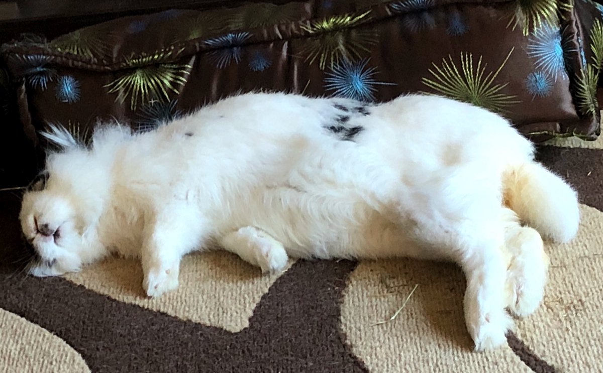Ernie relaxing (he is still breathing) #RescueRabbits