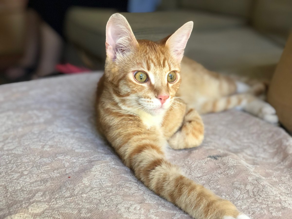 EHAS_Trendpunk's tweet photo. Everybody Has A Story Podcast #45
STORY #3. Tabby Can You Hear Me?
A smart cat runs up the phone bill, and by doing so saves his owners life. Or does he? #amazingcats #Herocat https://t.co/ECu8T87AAz