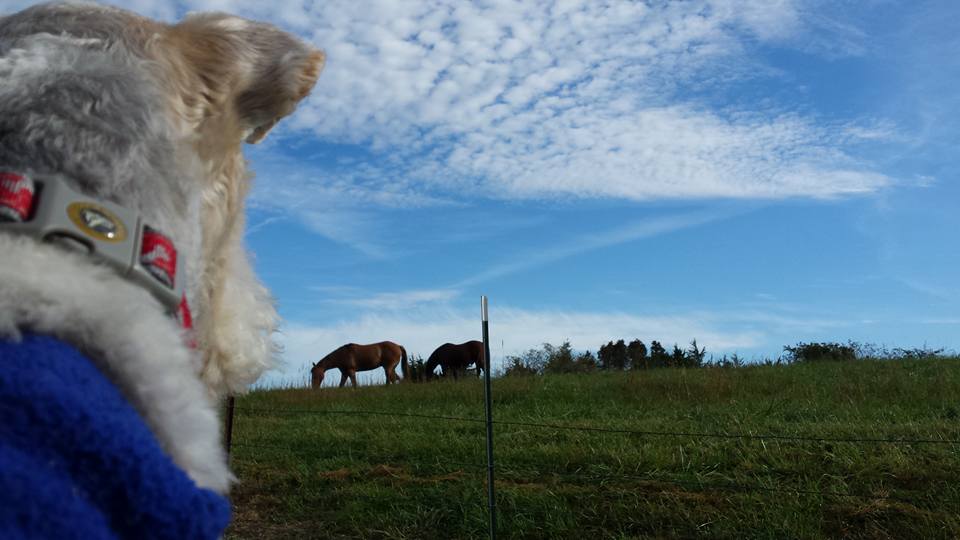 Rumplepimple1's tweet photo. #thingsmomsaid Hold your horses? https://t.co/yn5bG6mxX7