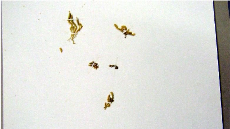 CuratorClare's tweet photo. Found a Club Moss herbarium sheet that looks like a happy Alsatian. 

#7WeeksIn https://t.co/QqrlykcUMw