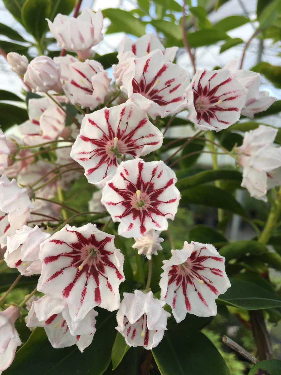 stervinou pépinière tweet media