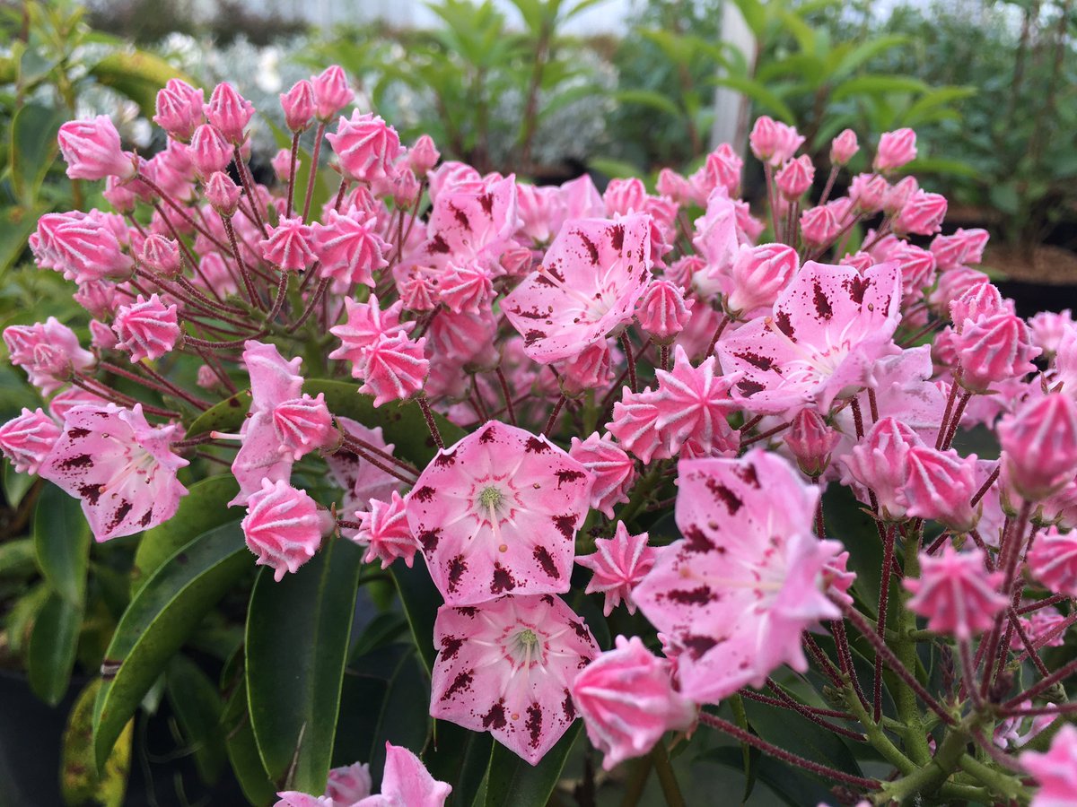 stervinou pépinière tweet media