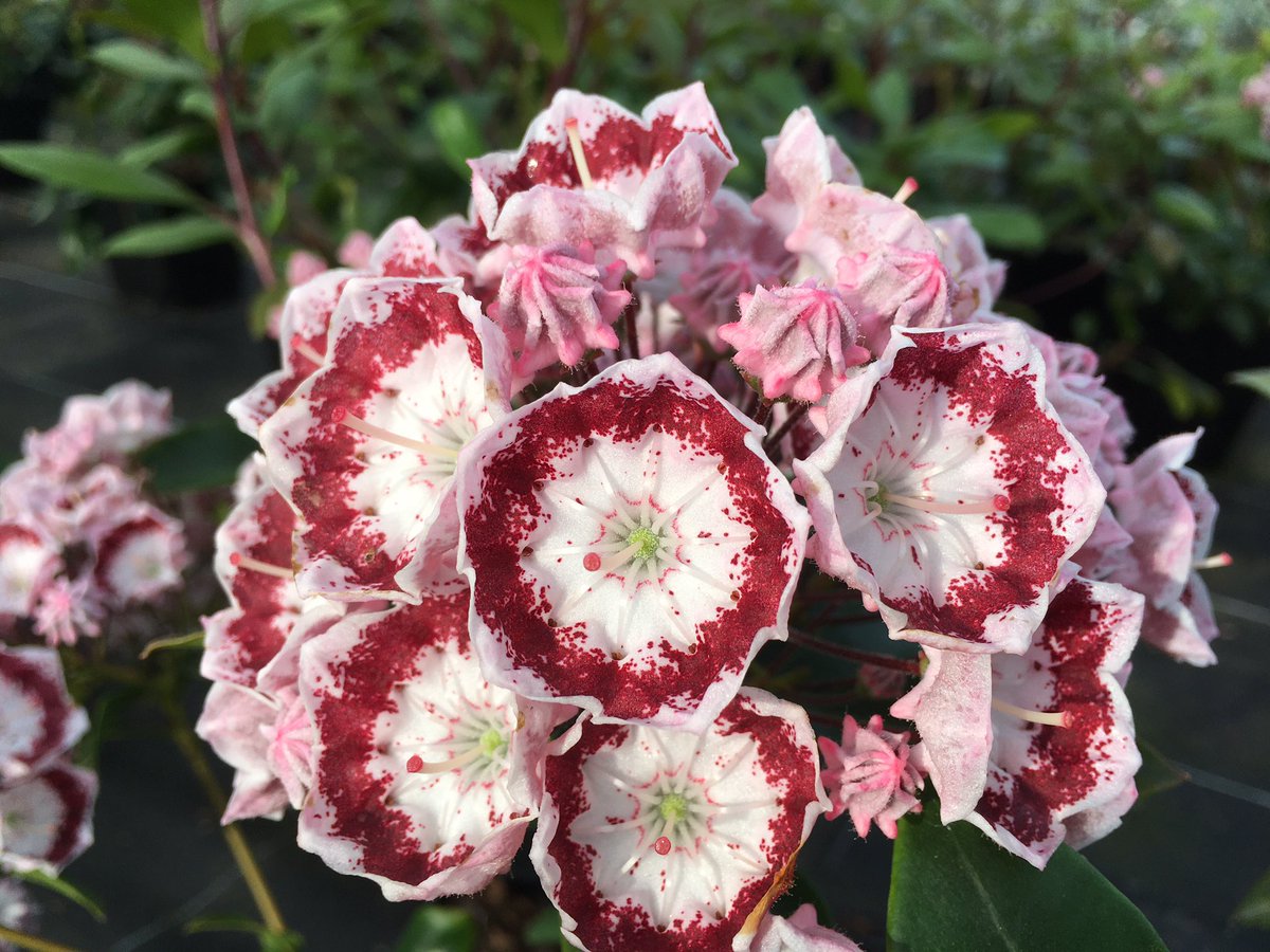 stervinou pépinière tweet media