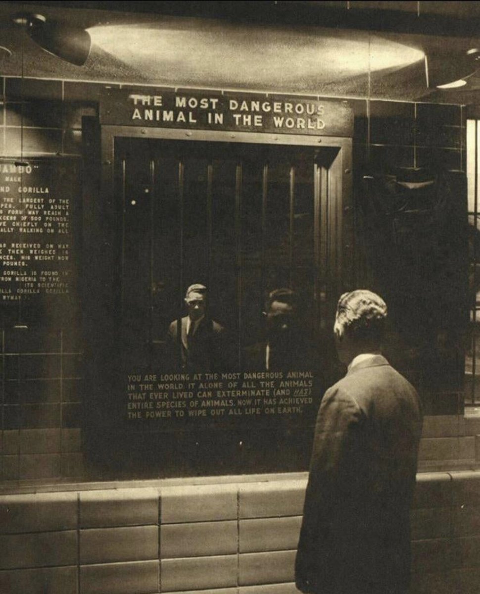 wannartcom's tweet photo. “Dünyanın en tehlikeli hayvanı.”

 📍Bronx Hayvanat Bahçesi, New York (1963) 

📸reddit/Stincccteam https://t.co/IRE7LvmZYj